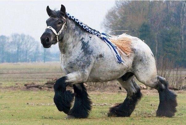 άλογο shire