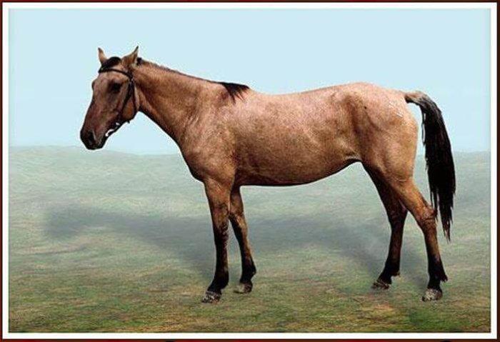 Cavall de Kirguiz