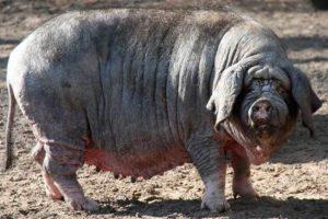 Beschrijving van het ras van Chinese varkens Meishan, detentie- en fokvoorwaarden