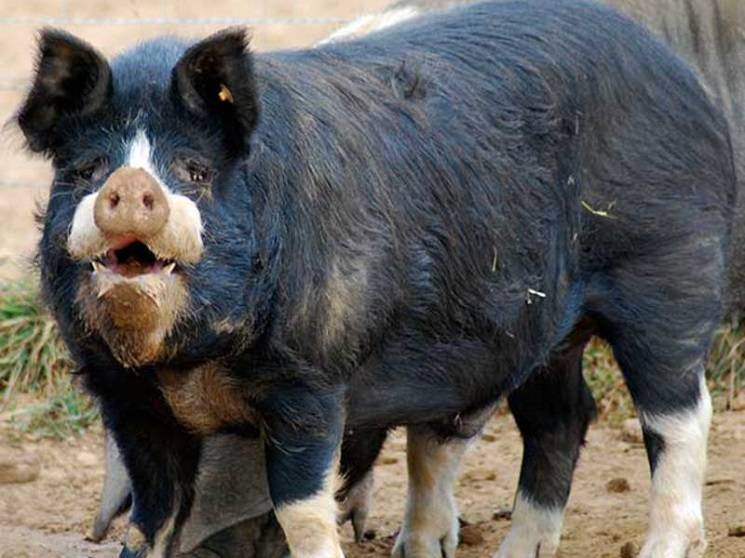 Groot zwart varken