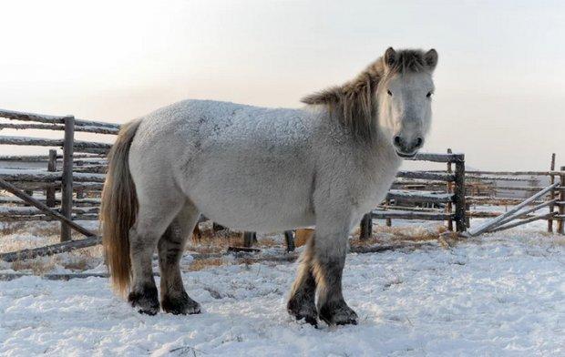Cavall Yakut