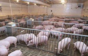 Wie viele Schweine können in einer persönlichen Nebenfarm gehalten werden, Normen und Anforderungen