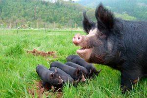 Descripción y características de las razas de cerdo negro, ventajas y desventajas.