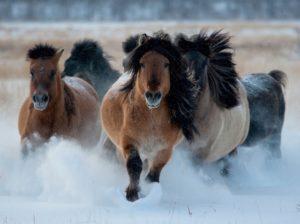 Característiques de la cria, cura, manteniment i cria de cavalls Yakut