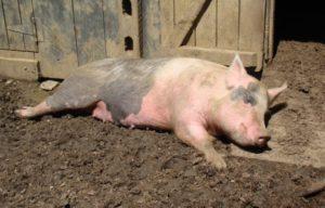 Ways of infection and symptoms of Aujeszky's disease in pigs, treatment and prevention
