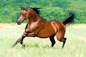 Beschreibung reinrassiger arabischer Pferde und Regeln für deren Pflege