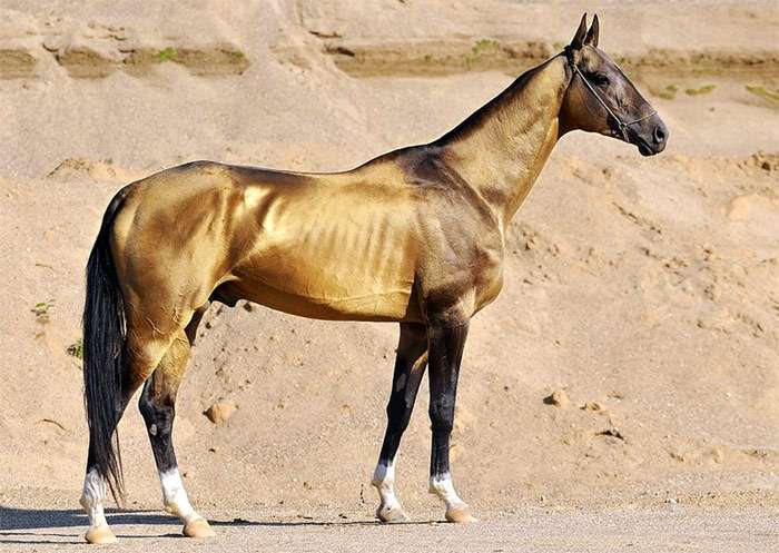 Akhal-Teke zirgs