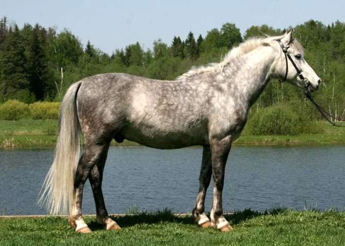 a beautiful horse