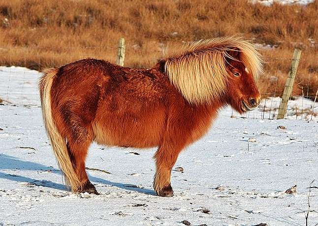 Pony de Shetland