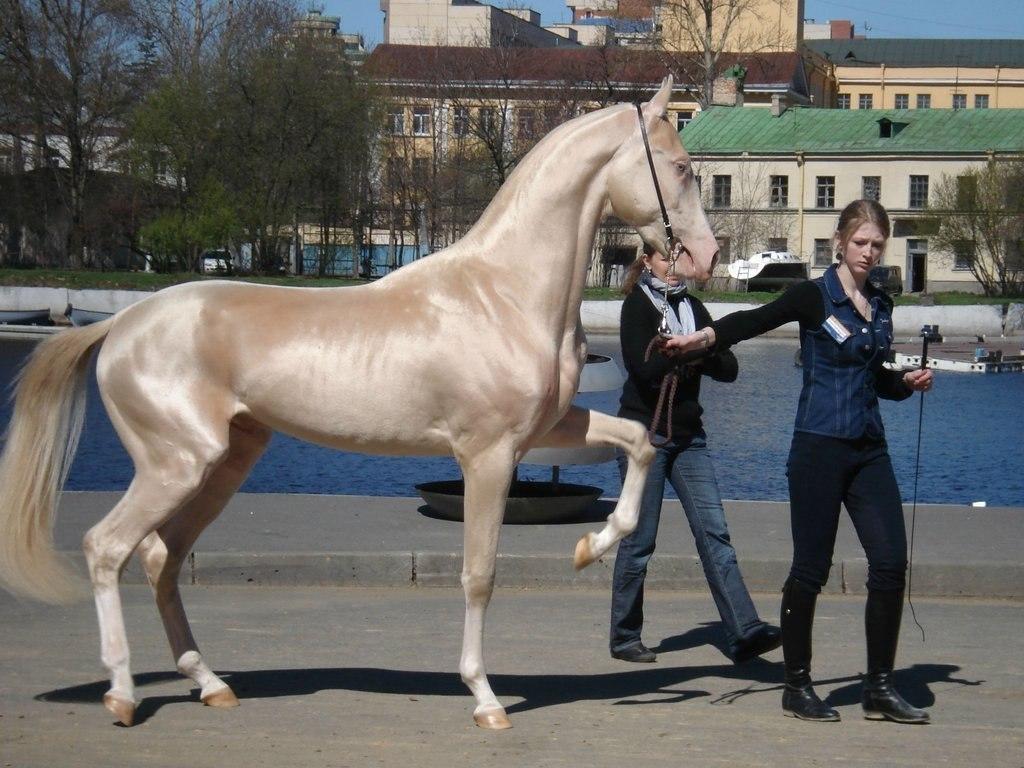 Akhal-Teke zirgs