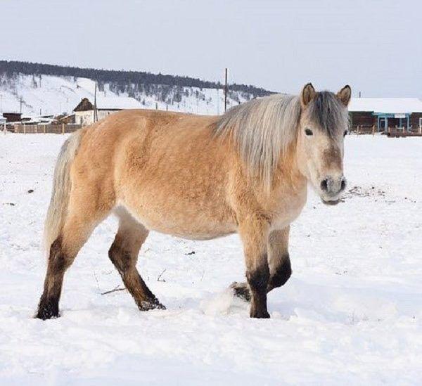 một con ngựa đẹp