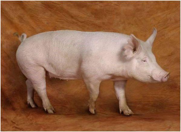 pig breed yorkshire