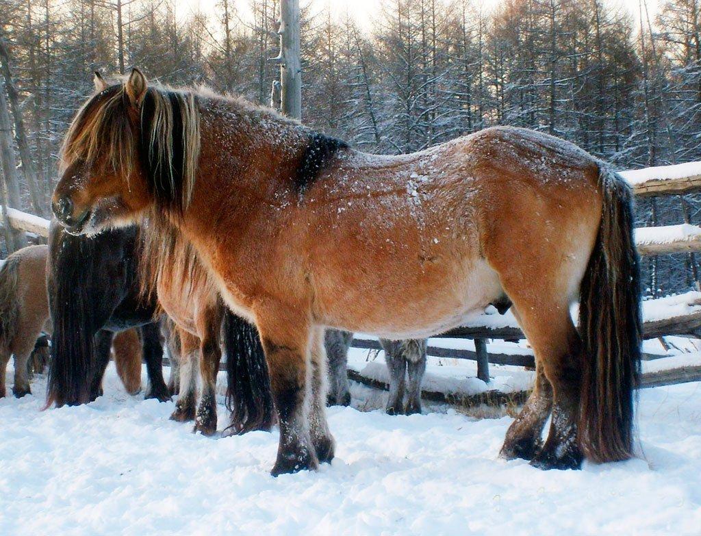 прекрасан јакутски коњ