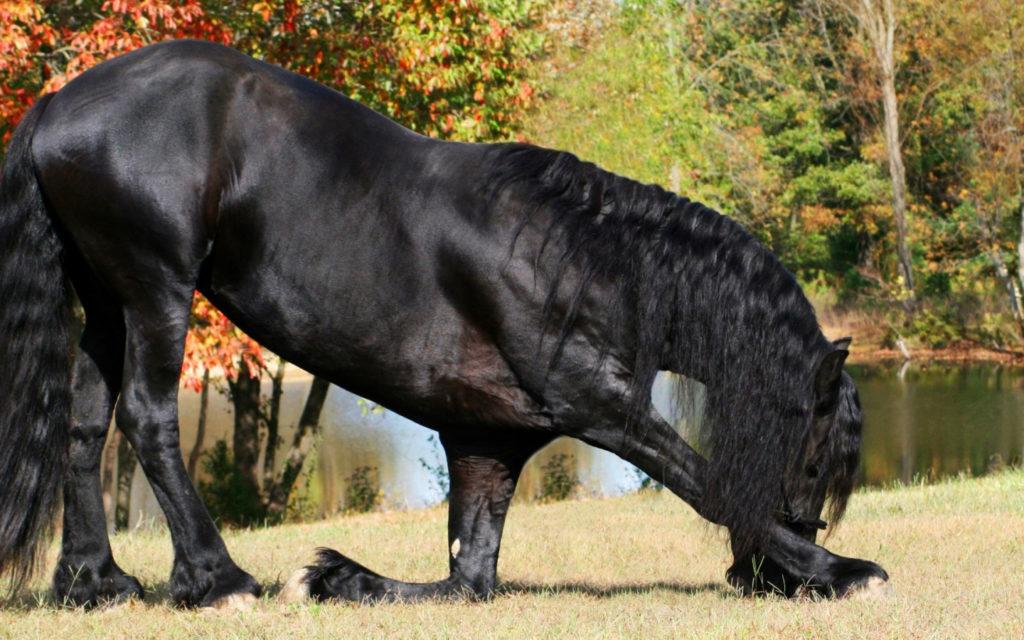 Frisisk häst
