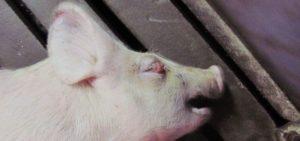 Symptoms and forms of edematous disease of piglets, treatment and prevention