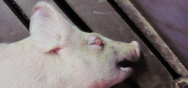swelling disease of piglets
