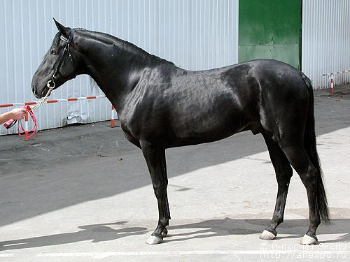 raça de cavalls Karabair
