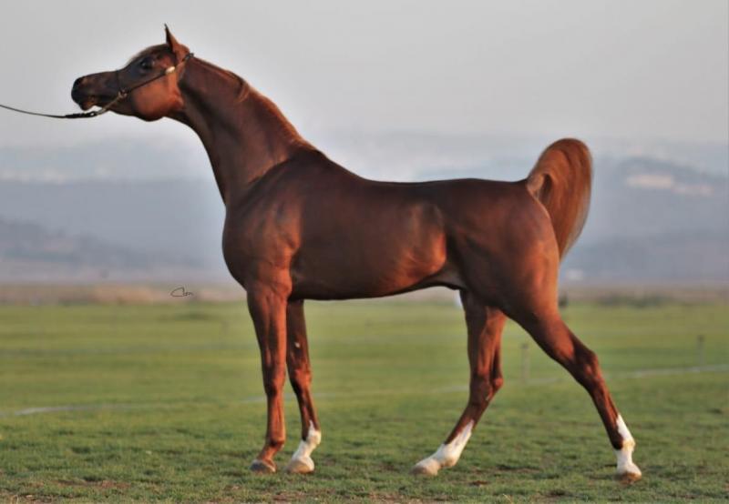 Koń arabski