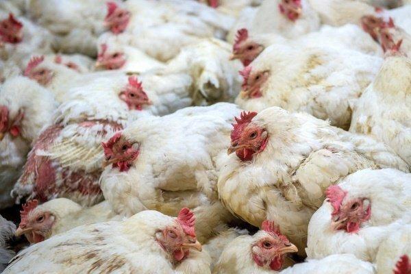 Scabies in chickens