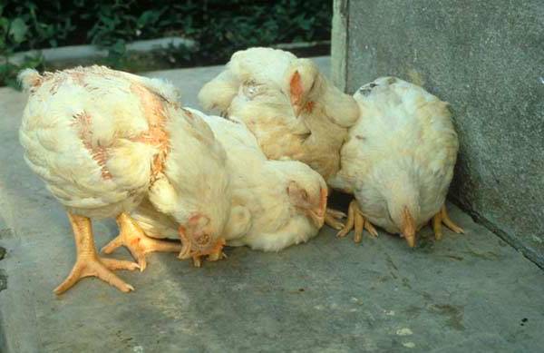 Knemidokose af kyllinger