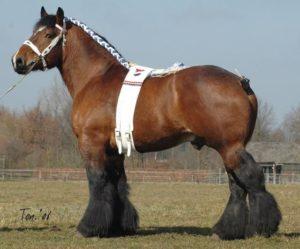 Mô tả giống ngựa Vladimir hạng nặng kéo dài, duy trì và nhân giống