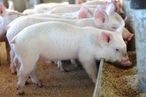 ما هي إضافات الأعلاف لنمو الخنازير ، وقواعد الاختيار والاستخدام