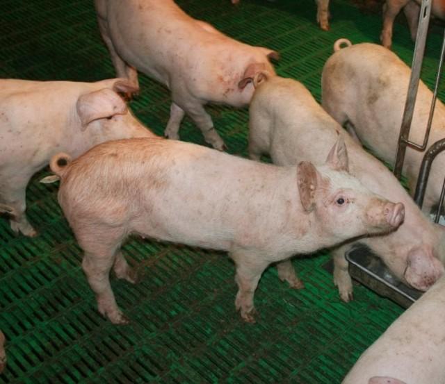 داء القولونيات الخنازير
