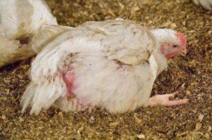 Causas, síntomas y tratamiento de enfermedades de las gallinas ponedoras en casa.