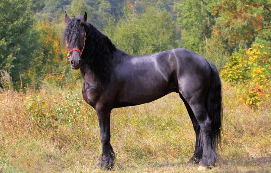 Frízsky kôň