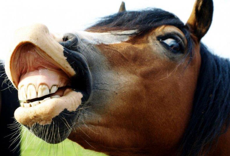 denti di cavallo