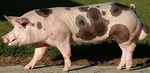 Pietrain pig breed