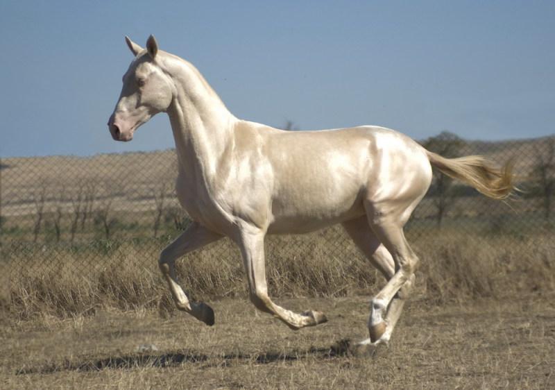 Cavall Akhal-Teke