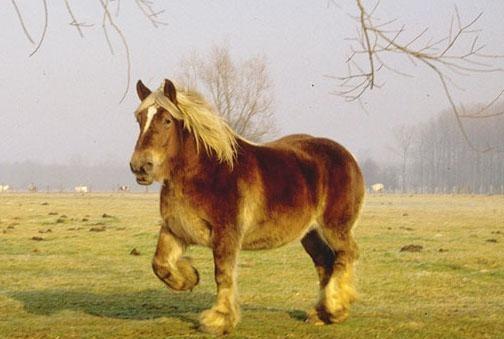 коњ Битиуг