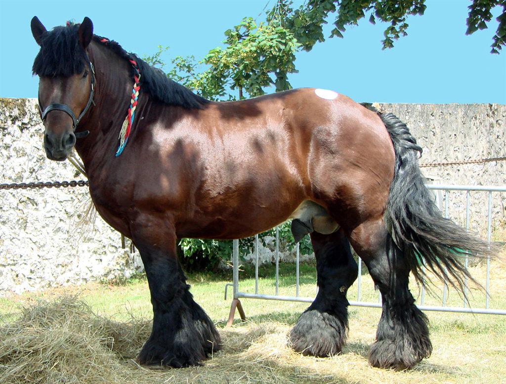 horse breeds Ardennes