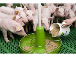 Sammansättning och instruktioner för användning av BMVD för utfodring av svin, hur man gör det själv