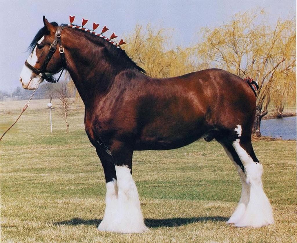Koń Cleydesdale