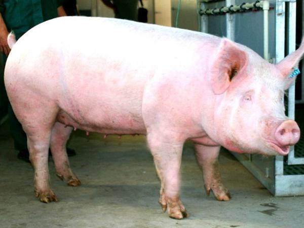 swelling disease of piglets