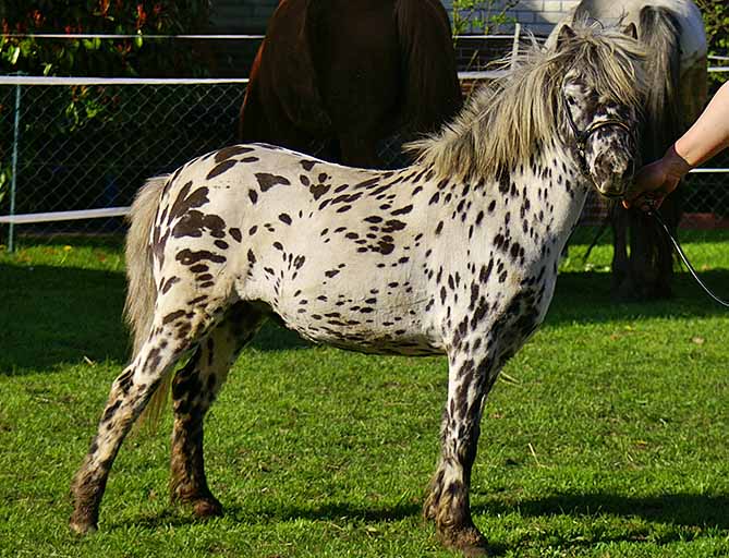 A mini-lovak fajtáinak leírása és az ápolási szabályok, a legkisebbek a világon