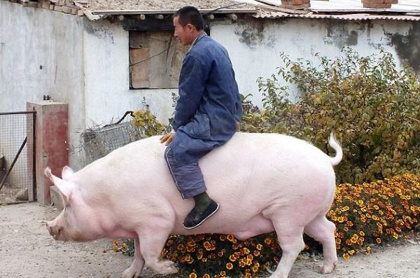 el porc més gran del món