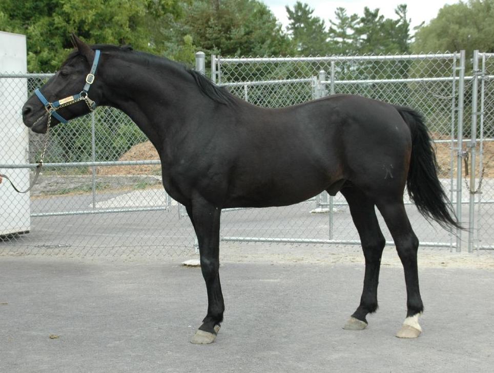 horse breeds Hanover