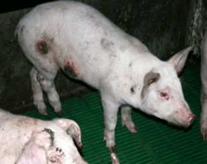 Causes et symptômes de la variole chez les porcs, méthodes de traitement à domicile