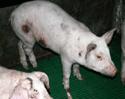 viruela del cerdo