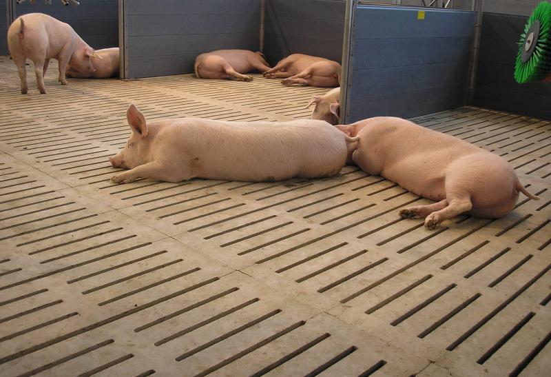 slatted floors in a pigsty
