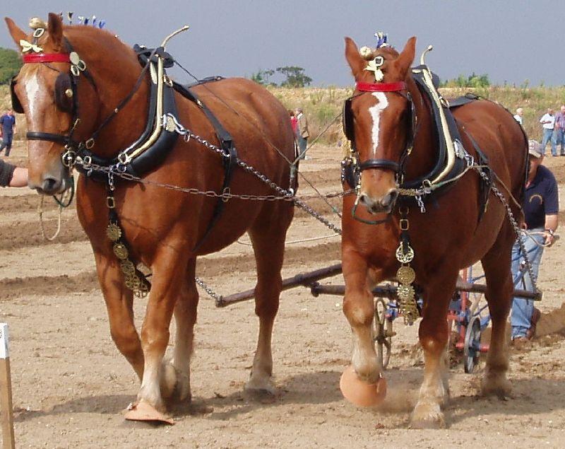 Suffolk hest