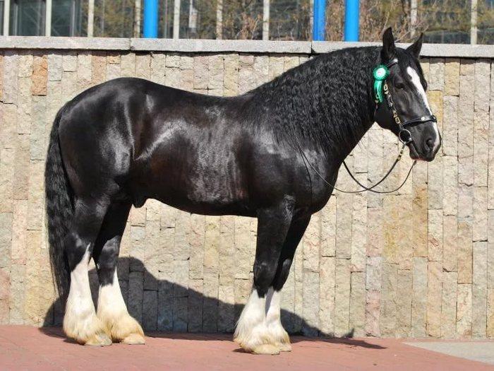 Vladimir heavy draft horse breed