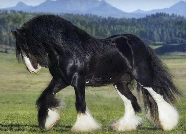 Shire Pferd