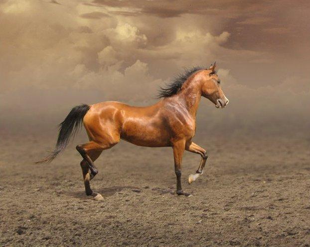 Arabian hevonen