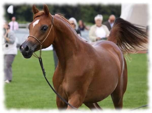 cavall raça àrab