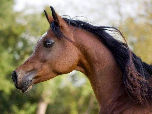 Arabisch paard