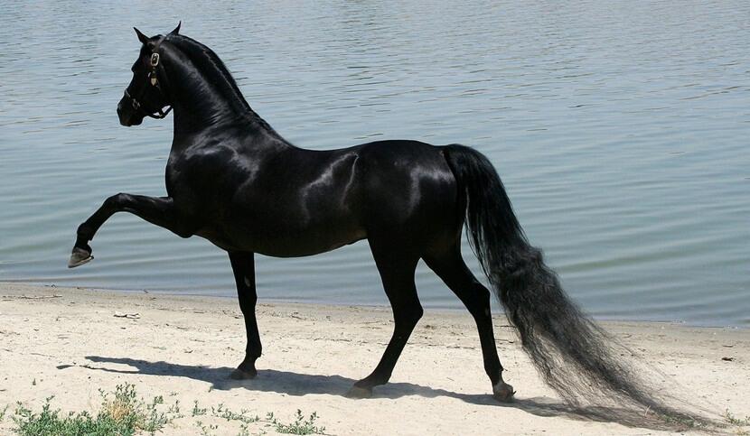 Arabisk hest